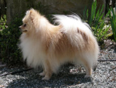 犬種図鑑ポメラニアンの特徴や性格や体臭対策 ペットの消臭屋